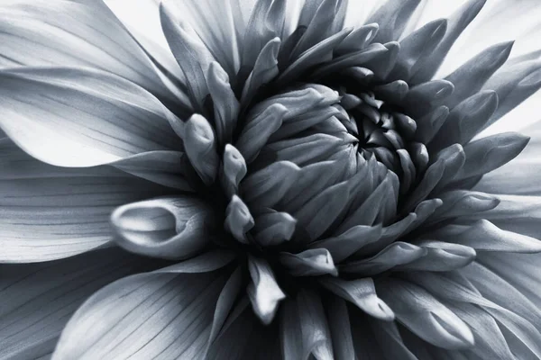 Dahlia Bloom Flower Petals Close Black White Dramatic Floral Illustration — Stock Photo, Image