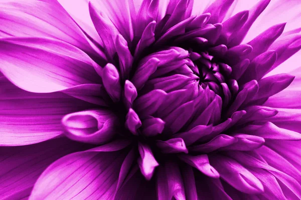 Dahlia Floresce Pétalas Flores Close Ilustração Impressionante Floral Violeta Brilhante — Fotografia de Stock