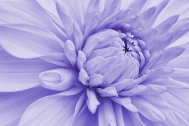 Dahlia çiçeği. Çiçek yaprakları yakın plan. Hafif bitkisel arka plan. Soluk mor renkli duvar kâğıdı. Güzel bir bitki arkaplanı. Makro