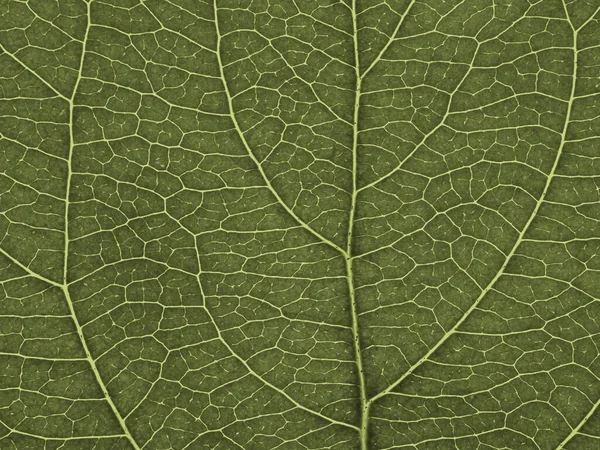 果実の木の葉を閉じます 静脈や植物細胞の緑のモザイクパターン 要約着色された背景や壁紙 マクロ — ストック写真