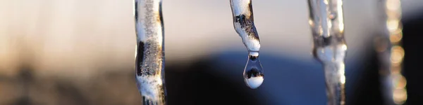 Banner Icicles Rays Winter Sunset Drop Melted Snow Close Thaw — Foto Stock