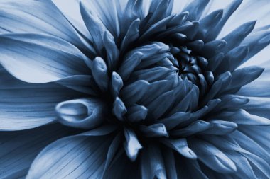 Dahlia çiçeği. Çiçek yaprakları yakın plan. Bitki temalı koyu mavi renkli çiçek çizimi. Makro