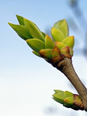 Japon leylak şırıngası. Baharda tomurcuklanan ve büyüyen süslü bir çalılığın yaprakları. Ilık mevsimin başlangıcı. Gökyüzüne karşı dikey yakın çekim. Makro