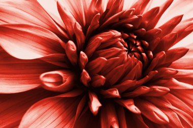 Dahlia çiçeği. Çiçek yaprakları yakın plan. Bitki temalı parlak kırmızı çiçekli etkileyici bir illüstrasyon. Makro