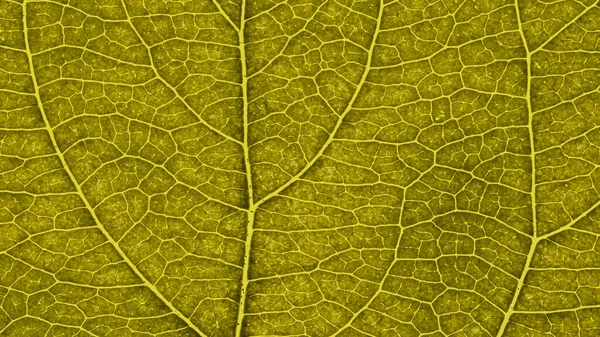 Hoja Árbol Frutal Cerca Patrón Mosaico Amarillo Oscuro Venas Células — Foto de Stock