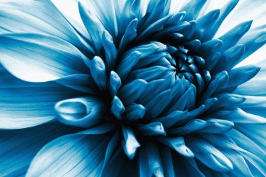 Dahlia çiçeği. Çiçek yaprakları yakın plan. Bitki temalı koyu mavi çiçekli etkileyici bir çizim. Makro
