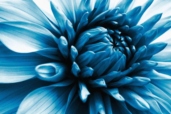 Далия Блум Лепестки Цветов Крупным Планом Темно Синий Цветочный Рисунок — стоковое фото
