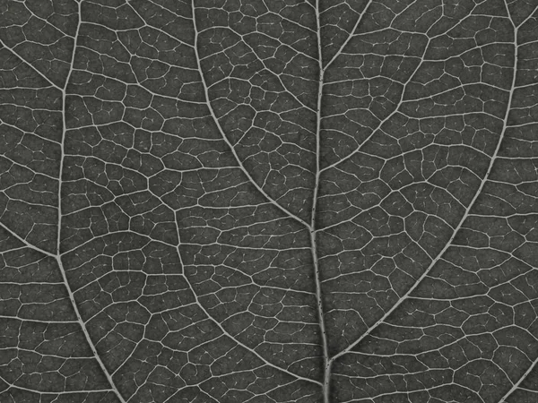 果树的叶子靠得很近 叶脉和植物细胞的深灰色花叶图案 带色调的背景或墙纸 — 图库照片