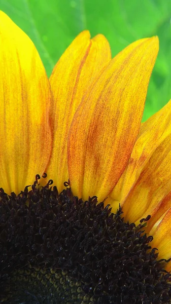 Yellow Red Sunflower Petals Closeup Vertical Bright Summer Illustration Mobile — Stock Photo, Image