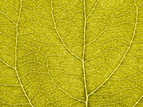 초록빛 과일나무 가까이 노란색의 복합적 세포의 패턴입니다 철저하게 배경이나 벽지를 — 스톡 사진