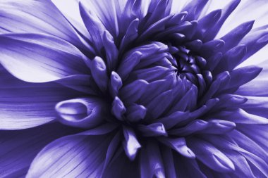 Dahlia çiçeği. Çiçek yaprakları yakın plan. Bitki temalı koyu mor çiçekli etkileyici bir illüstrasyon. Makro
