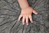 Childrens hand is located on an old stump