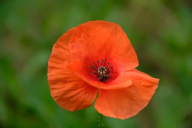 Yeşil çimenlerin üzerinde kırmızı gelincik