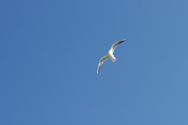 Beyaz kuş martı deniz uçar.