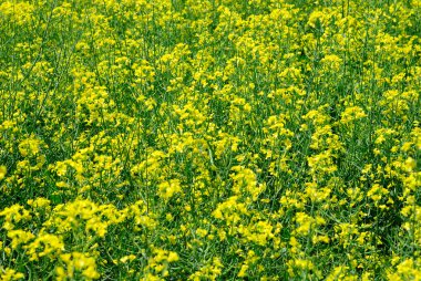 tecavüz tohum alanına yaz