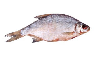 bir tane deniz roach beyaz üzerine kurutulmuş