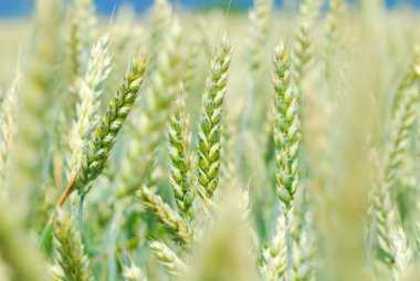 Yeşil buğday alanı