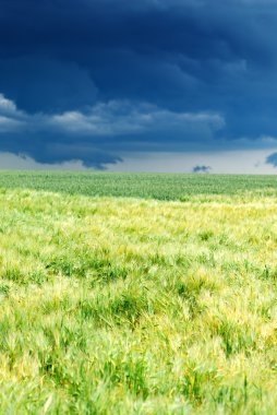 Fırtınadan önce buğday tarlası