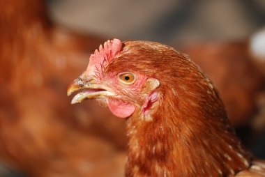 Portrait of a real chicken clipart