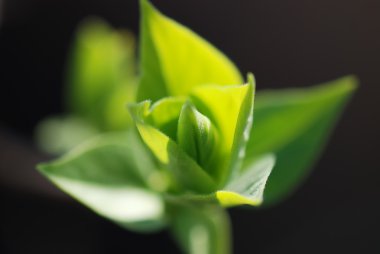 koyu arka plan üzerinde yeni burgeon