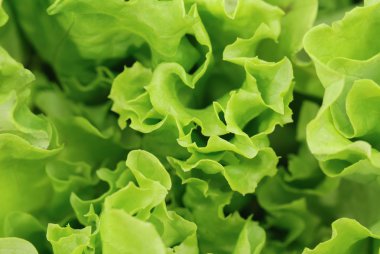 Taze yeşil marul salatası