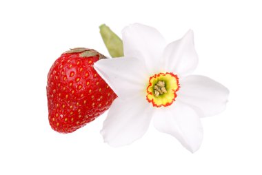 taze çilek ve Nergis çiçeği