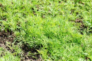 rezene üzerinde bir ev sebze bahçesi