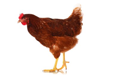 Beyaz bir canlı tavuk