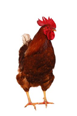 Beyaz bir canlı horoz