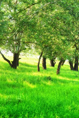 parlak ışık, yatay yaz