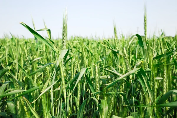 Ярко-зеленое поле пшеницы — стоковое фото