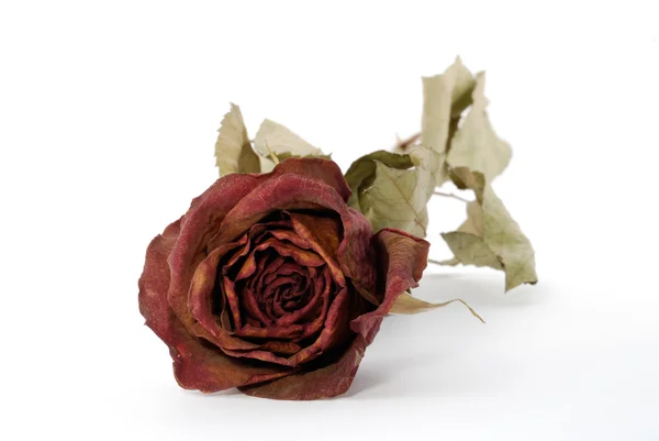 Een mooie rode roos geïsoleerd op de witte opgedroogd — Stockfoto