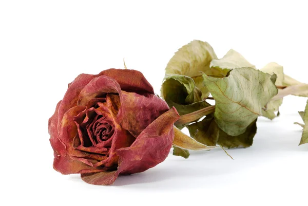 One dried up beautiful red rose isolated on the white — Stock Photo, Image