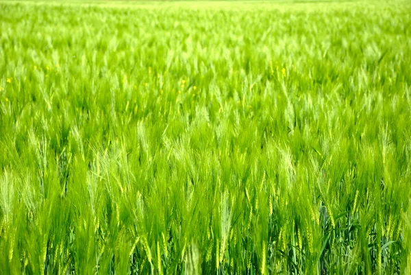 Bright green field of wheat — Stock Photo, Image