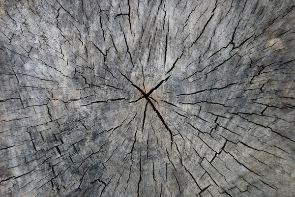 Structure from a stub cut — Stock Photo, Image