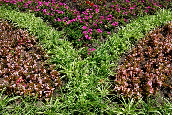いろいろな花の装飾的な草原 — ストック写真