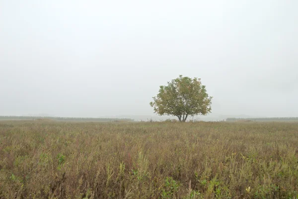 Ein Baum im herbstlichen Nebel — Stockfoto