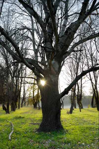 Morgendämmerung im Wald, die helle Sonne und ein Nebel — Stockfoto