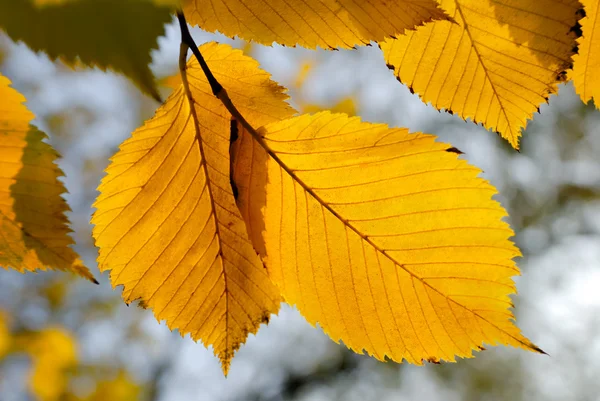 Two yellow solar leaves — Stock Photo, Image