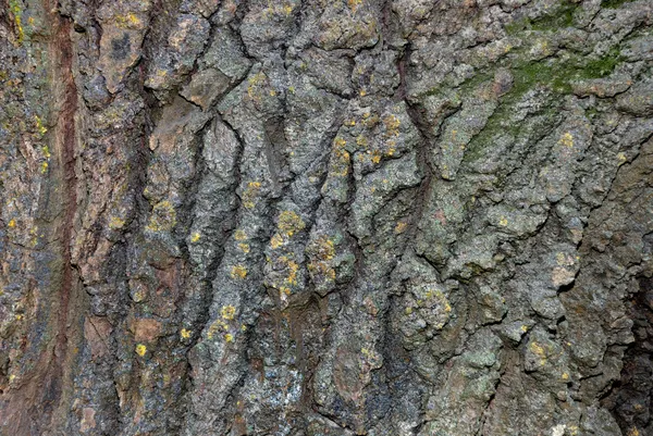 Tekstury z kory drzewa stare — Zdjęcie stockowe
