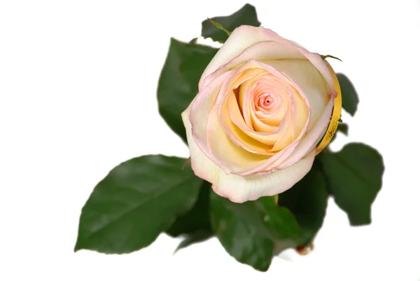 Одна роза с золотой лентой — стоковое фото