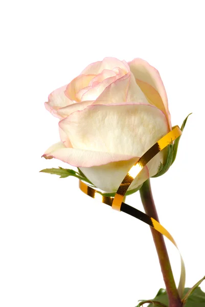 One rose with a gold tape — Stock Photo, Image