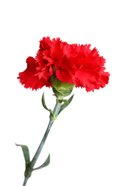 Red carnation flower isolated on white — Stock Photo, Image