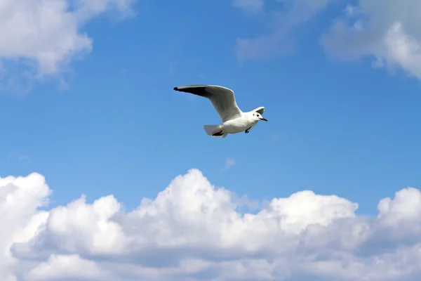 Racek bílý pták letí přes moře. — Stock fotografie