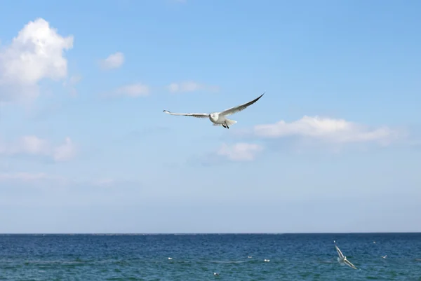 Racek bílý pták letí přes moře. — Stock fotografie