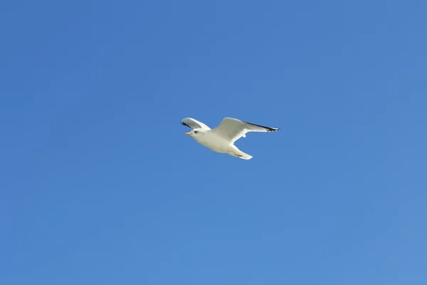 The white bird seagull flies over the sea. — Stock Photo, Image