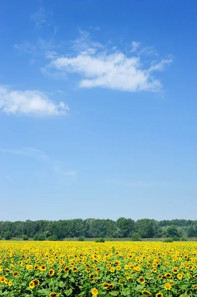 Campo de girasol y cielo nublado — Foto de Stock