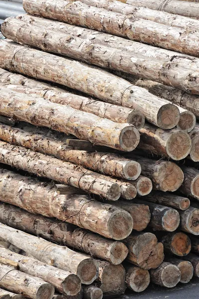 Stack of logs as background — Stock Photo, Image