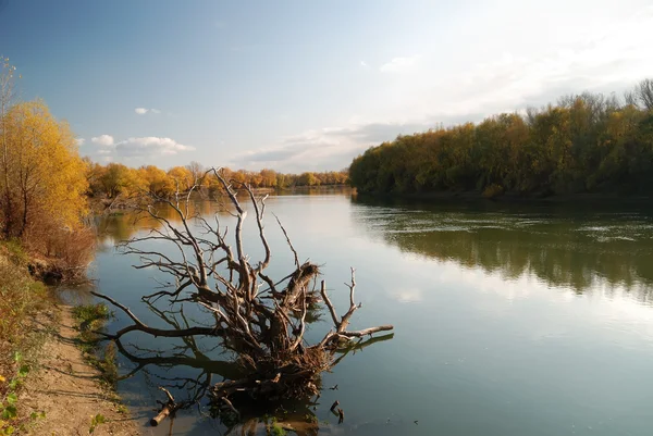 Autumn landscape with the dry fallen tree — Stock Photo, Image