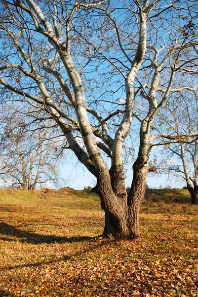 Einzelner Baum im Herbstholz — Stockfoto